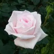 あまま