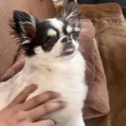 Iroの画像