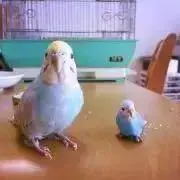 ぴーちゃんの画像