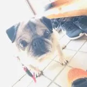 Liliの画像