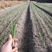 なでしこ♡の画像