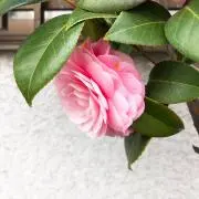 ぽんぽこの画像