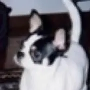 あさ