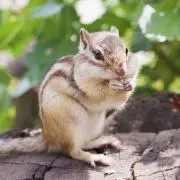 やぎの画像