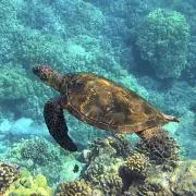 ＡＬＯＨＡの画像