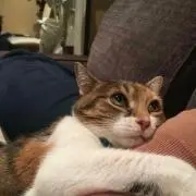 マメ