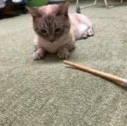 ララランドの画像