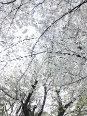 みぃはるの画像