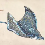 Aetobatusの画像