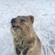 りん