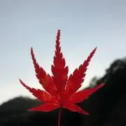 Mimimiの画像