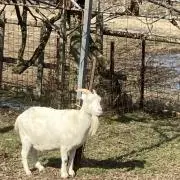 PPP プロフ読んでからお願いします。の画像