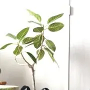 mizukiの画像