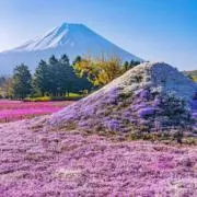 ミネルルの画像