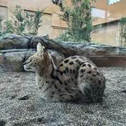 しいなの画像