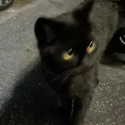 Ly