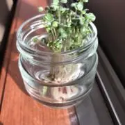 ラビットの画像
