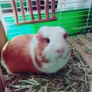 maron