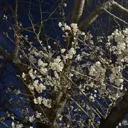 みかん【本多め断捨離中】の画像