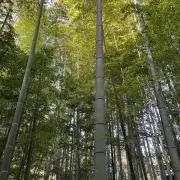 内田の画像