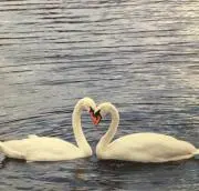 ちよぎみの画像