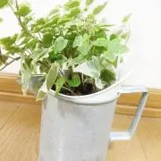daidaiの画像