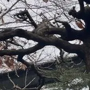 hiorinrinの画像