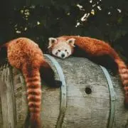 保護色のレッサーパンダ