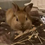 ponnuの画像