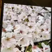 サクラママの画像