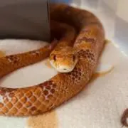 パン