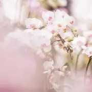 みかるんの画像