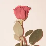 sakuの画像