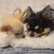 しんの画像