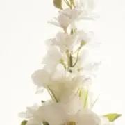 mintoの画像