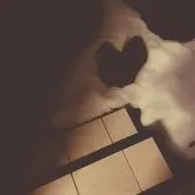 かふちゃんの画像