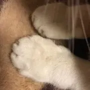 まめだいふくの画像