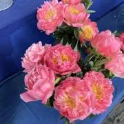 花だよりの画像