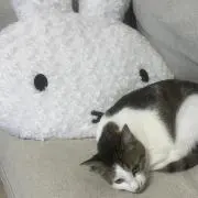 m i r uの画像