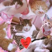 ゜*♡たωころもち♡*゜