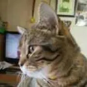 GATTCHAN