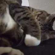 ふぅちゃの画像