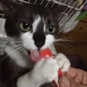ふみ
