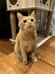 パソコン☆ねこの画像
