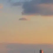 椿