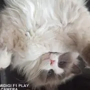 猫猫の画像
