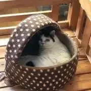 あいうえおの画像