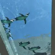 アーグラー