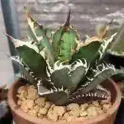 でらおがるの画像