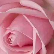 まゆ♡プロフ必読の画像